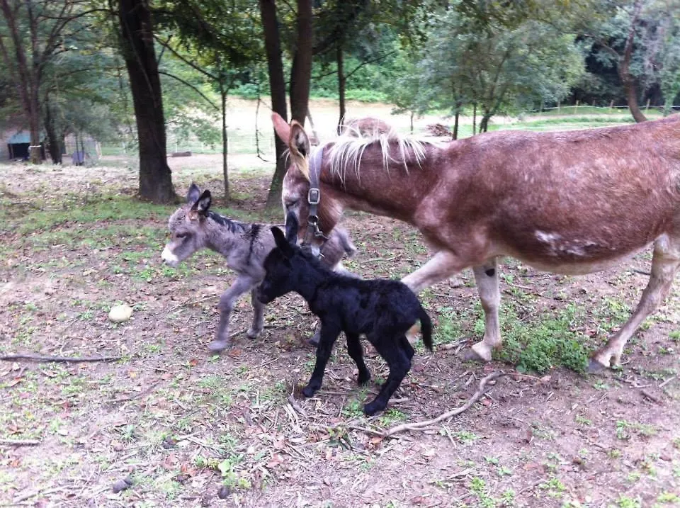 Il Giaggiolo Villa Reggello Farm stay