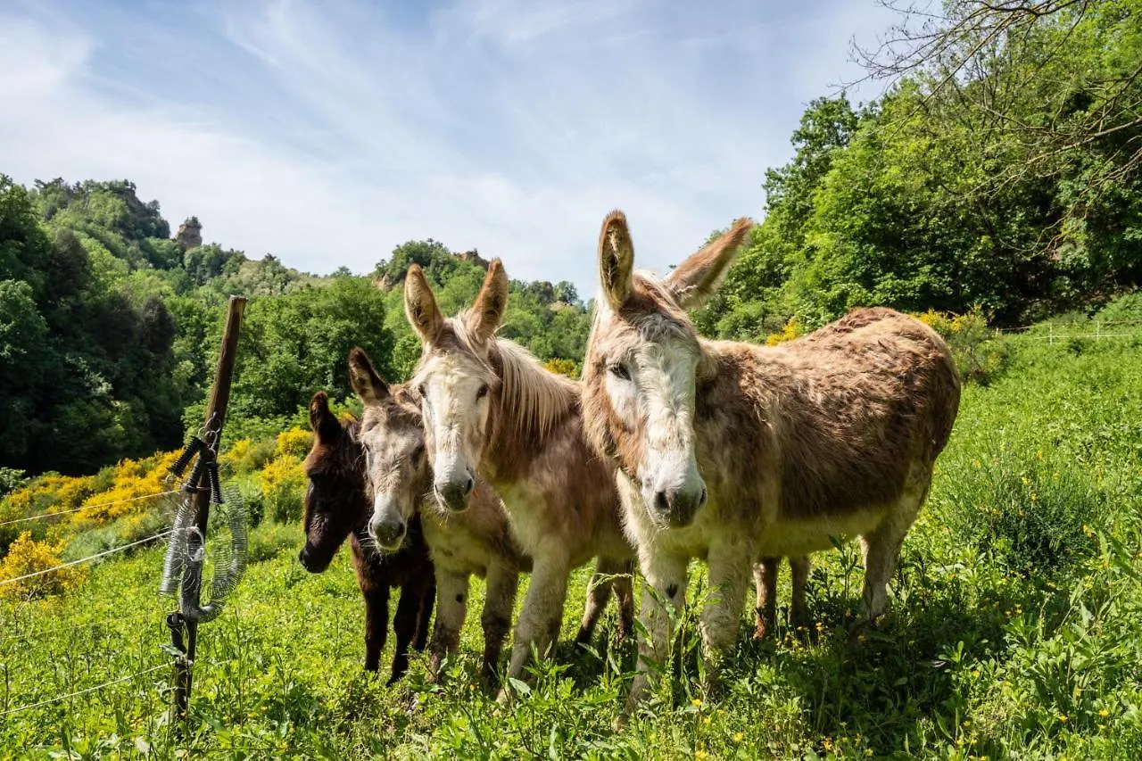 Il Giaggiolo Villa Reggello